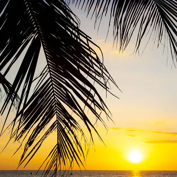 マレーシアのランカウイ島で撮影されたヤシと夕日の空 — ストック写真