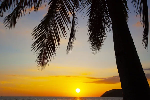 Palmiyeler Günbatımı Gökyüzü Malezya Daki Langkawi Adasında Çekildi — Stok fotoğraf