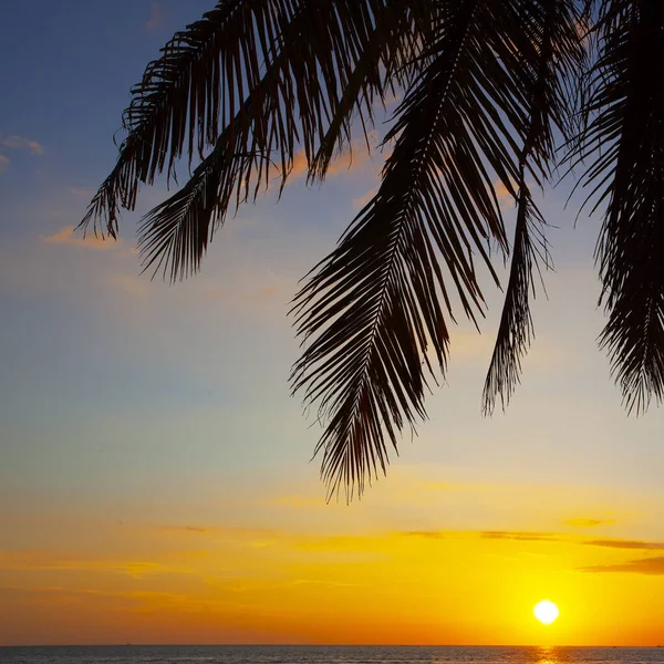 マレーシアのランカウイ島で撮影されたヤシと夕日の空 — ストック写真