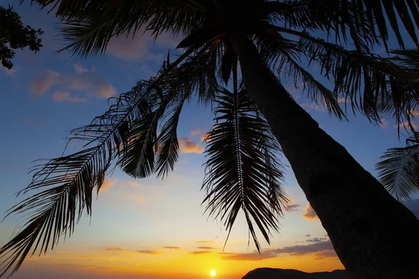 Palmen Und Der Himmel Bei Sonnenuntergang Auf Der Insel Langkawi — Stockfoto