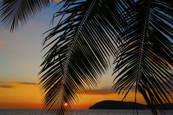 Palme Cielo Del Tramonto Sull Isola Langkawi Malesia — Foto Stock