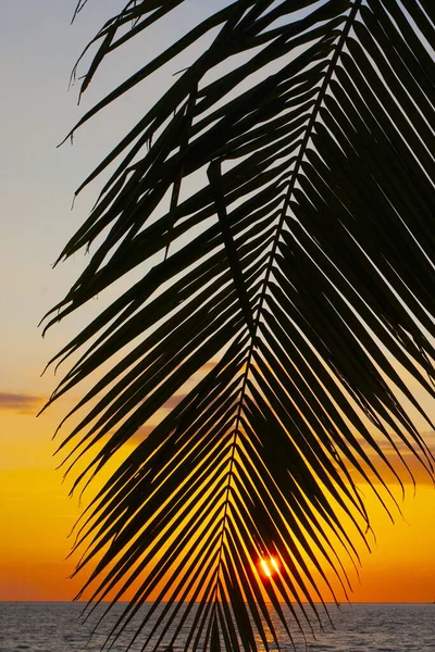 Пальмы Закатное Небо Острове Лангкави Малайзия — стоковое фото