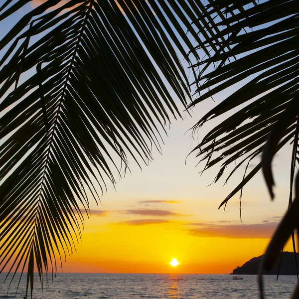 Palmeras Cielo Del Atardecer Isla Langkawi Malasia —  Fotos de Stock