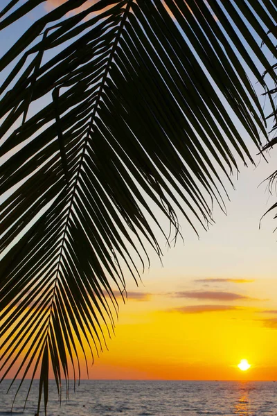 Palmiyeler ve günbatımı gökyüzü Malezya 'daki Langkawi adasında çekildi.