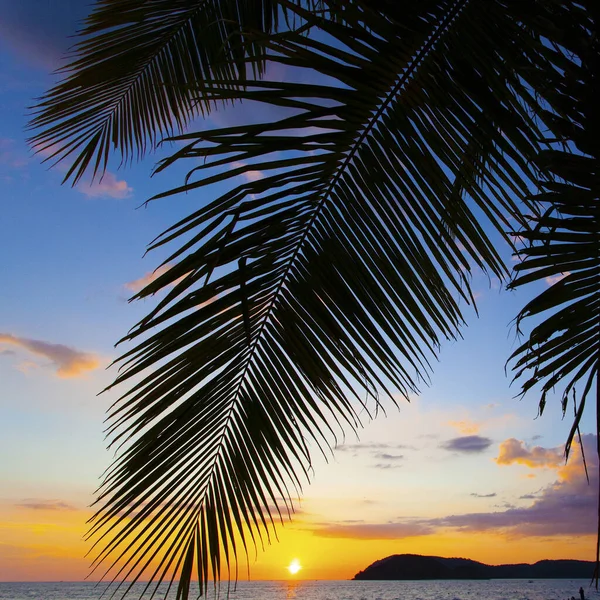 Palms and the sunset sky taken on the Langkawi island, Malaysia