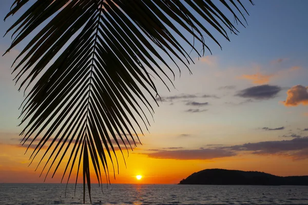 Palmy Zachody Słońca Niebo Wzięte Wyspie Langkawi Malezja — Zdjęcie stockowe