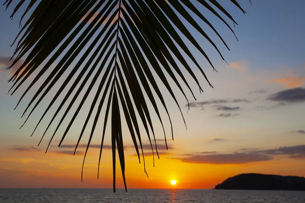 Palme Cielo Del Tramonto Sull Isola Langkawi Malesia — Foto Stock