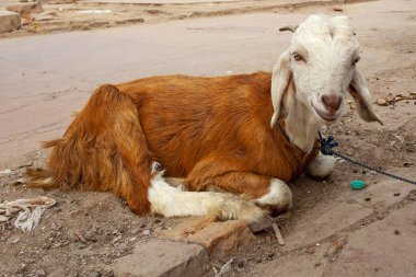 Keçi Delhi, Hindistan 'da Eski Delhi bölgesinin caddesinde oturuyor..