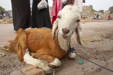 Keçi Delhi, Hindistan 'da Eski Delhi bölgesinin caddesinde oturuyor..