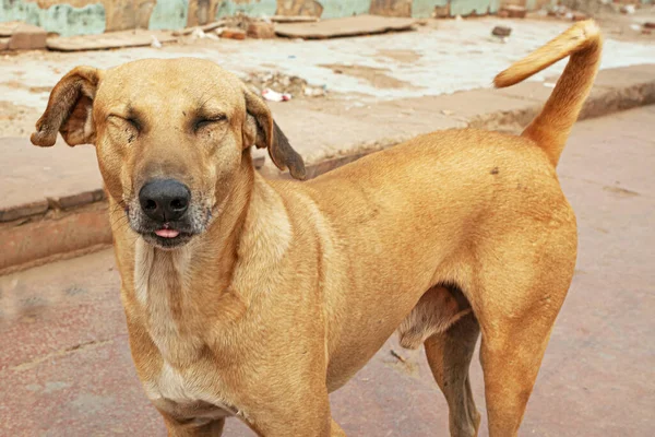 インドのオールドデリーの路上で面白い犬 — ストック写真