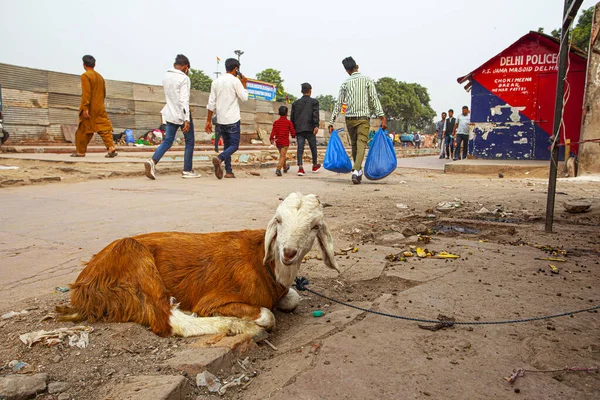 New Delhi Indie Listopada 2019 Goat Sitting Street Old Delhi — Zdjęcie stockowe