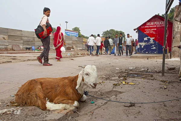 New Delhi Indie Listopada 2019 Goat Sitting Street Old Delhi — Zdjęcie stockowe