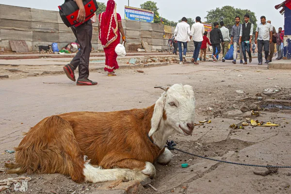 New Delhi Indie Listopada 2019 Goat Sitting Street Old Delhi — Zdjęcie stockowe