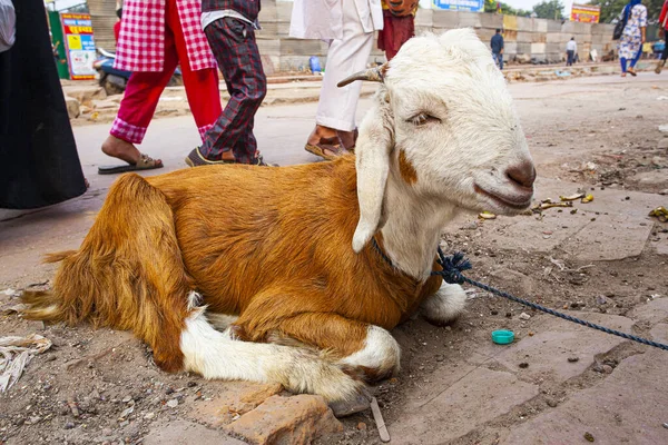 Chèvre Assise Dans Rue Quartier Old Delhi Delhi Inde — Photo