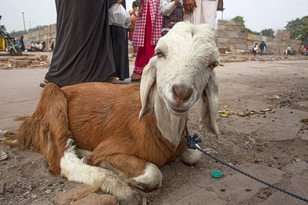 Goat Sitting Street Old Delhi District Delhi India — Stock Photo, Image