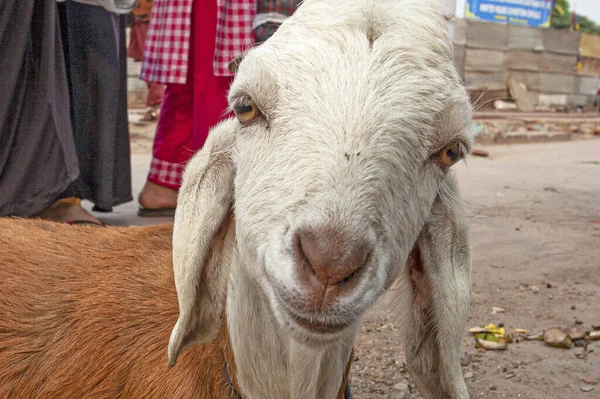 山羊坐在印度德里老德里区的街道上 — 图库照片
