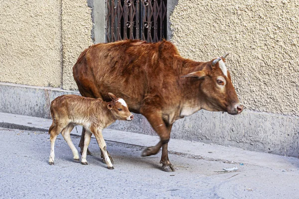 Vacas Nas Ruas Cidade Sagrada Rishikesh Índia — Fotografia de Stock