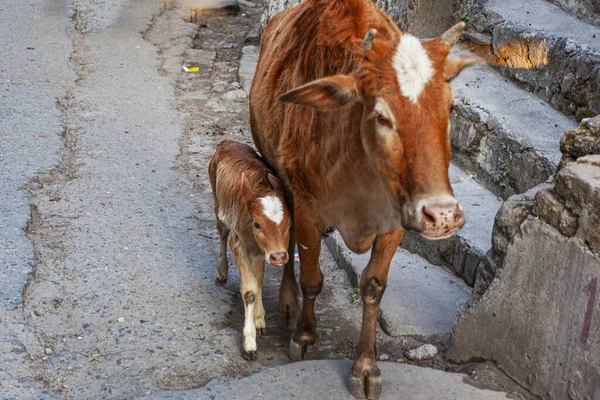 Krowy Ulicach Świętego Miasta Rishikesh Indie — Zdjęcie stockowe