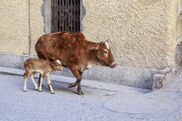 Vaches Dans Les Rues Ville Sainte Rishikesh Inde — Photo