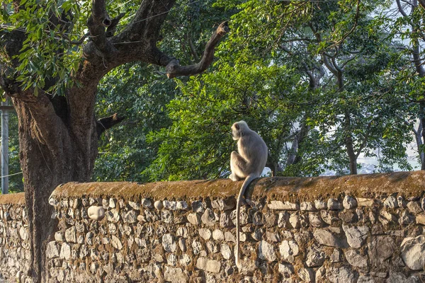 Aap Straat Van Rishikesh India — Stockfoto