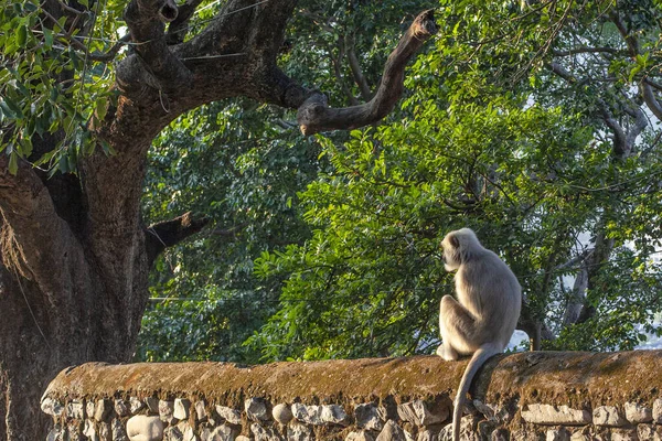 Aap Straat Van Rishikesh India — Stockfoto