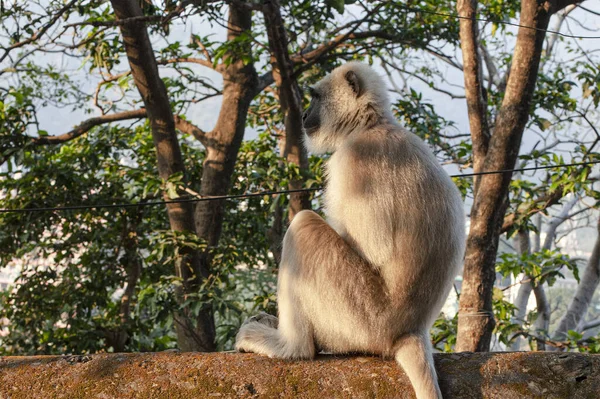 Monkey Street Rishikesh India — Stock Photo, Image