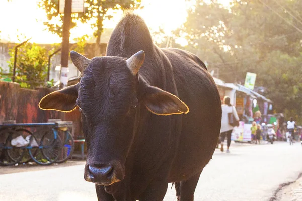 Rishikesh Uttarakhand India Diciembre 2019 Vacas Las Calles Ciudad Santa —  Fotos de Stock