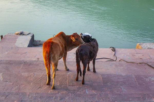 印度里希凯什圣城街道上的奶牛 — 图库照片