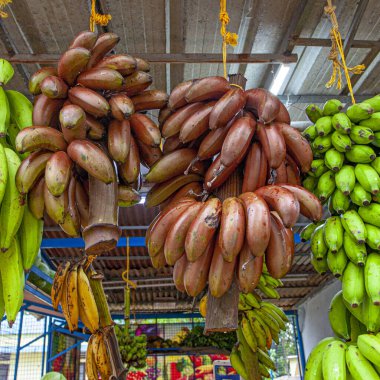 Kerala, Hindistan 'da çeşitli muz çeşitleri vardı.