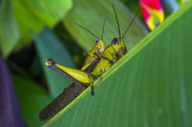 Egzotik çiçek yaprağında iki çekirge çiftleşmesi.