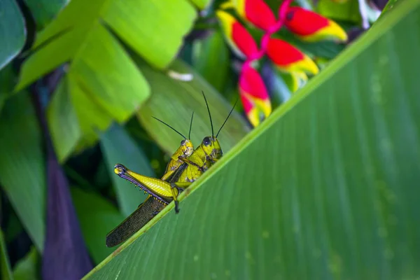 Deux Accouplements Sauterelles Sur Feuille Fleur Exotique — Photo