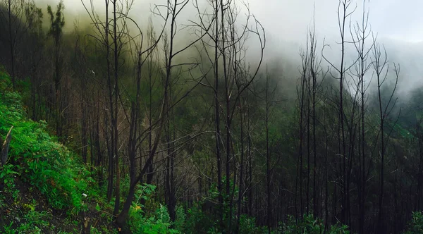 Wald Naturschutzgebiet Des Vulkans Bromo Ostjava Indonesien — Stockfoto