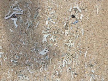 Endonezya 'daki Gili Meno adasındaki mercanlar