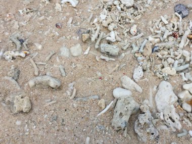 Endonezya 'daki Gili Meno adasındaki mercanlar