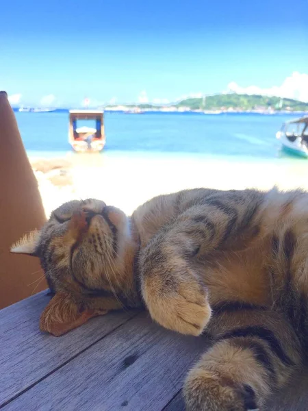 Endonezya Nın Gili Meno Adasındaki Sahilde Uyuyan Kedi — Stok fotoğraf