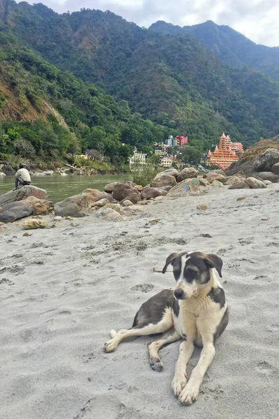 Hond Bij Ganga Rivier Rishikesh India — Stockfoto