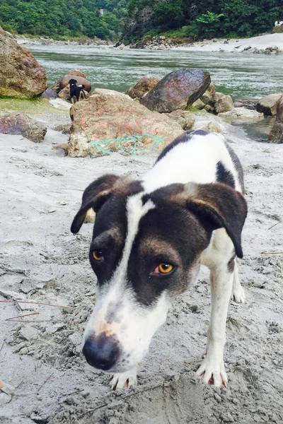 Hund Nära Floden Ganga Rishikesh Indien — Stockfoto