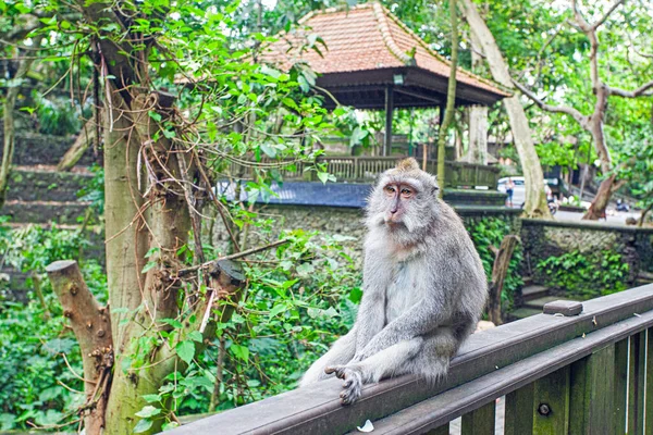 Macacos Monkey Forest Park Ubud Indonésia — Fotografia de Stock