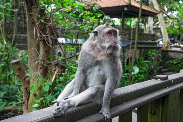 Apen Monkey Forest Park Ubud Indonesië — Stockfoto