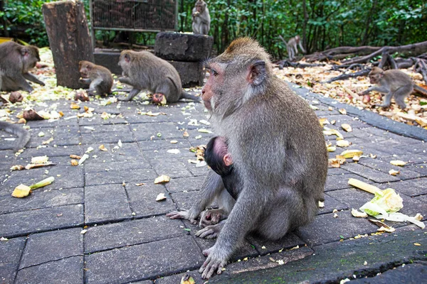 Apen Monkey Forest Park Ubud Indonesië — Stockfoto