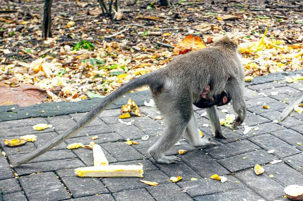 Apen Monkey Forest Park Ubud Indonesië — Stockfoto