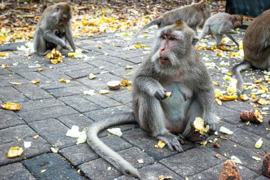 Ubud, Endonezya 'daki Maymun Ormanı Parkı' nda Maymunlar