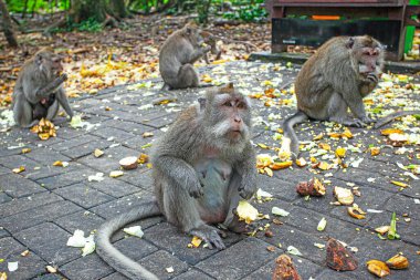 Ubud, Endonezya 'daki Maymun Ormanı Parkı' nda Maymunlar