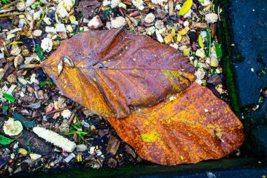 Parktaki büyük sarı yapraklar.