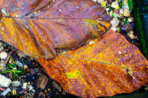 公園の地面に大きな黄色の葉 — ストック写真