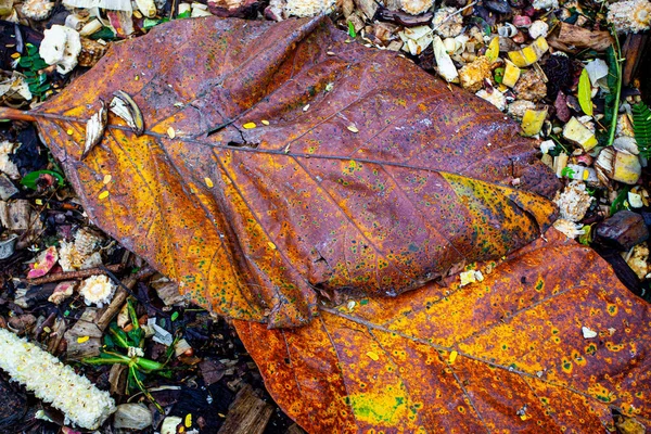 Parktaki Büyük Sarı Yapraklar — Stok fotoğraf