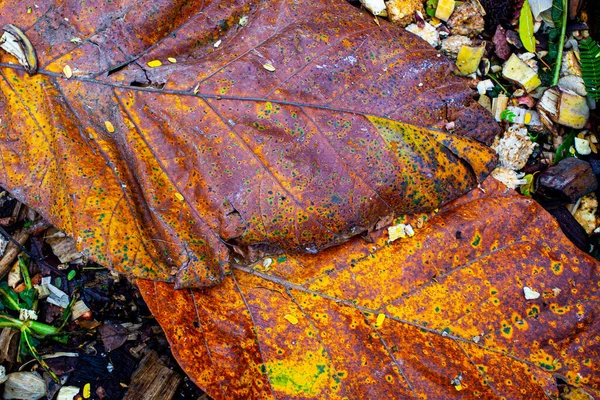 公園の地面に大きな黄色の葉 — ストック写真