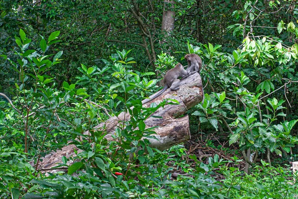 Affen Affenwaldpark Ubud Indonesien — Stockfoto