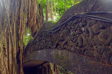 Endonezya, Ubud 'daki Maymun Ormanı Parkı' nın bulvarları ve doğası