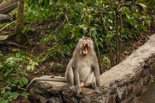 Apen Monkey Forest Park Ubud Indonesië — Stockfoto